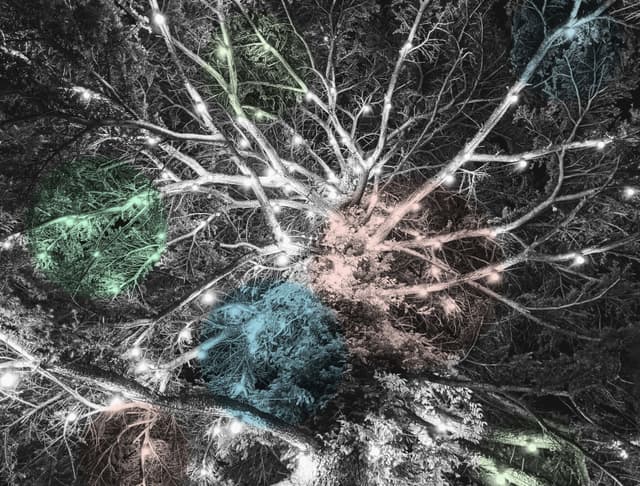 Neuroplasticiteit: Verandering van binnenuit